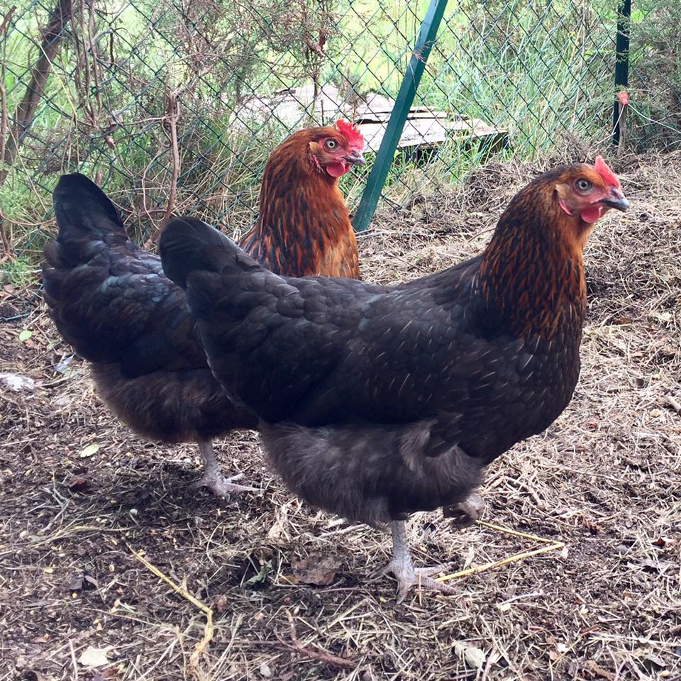 Poules pondeuses