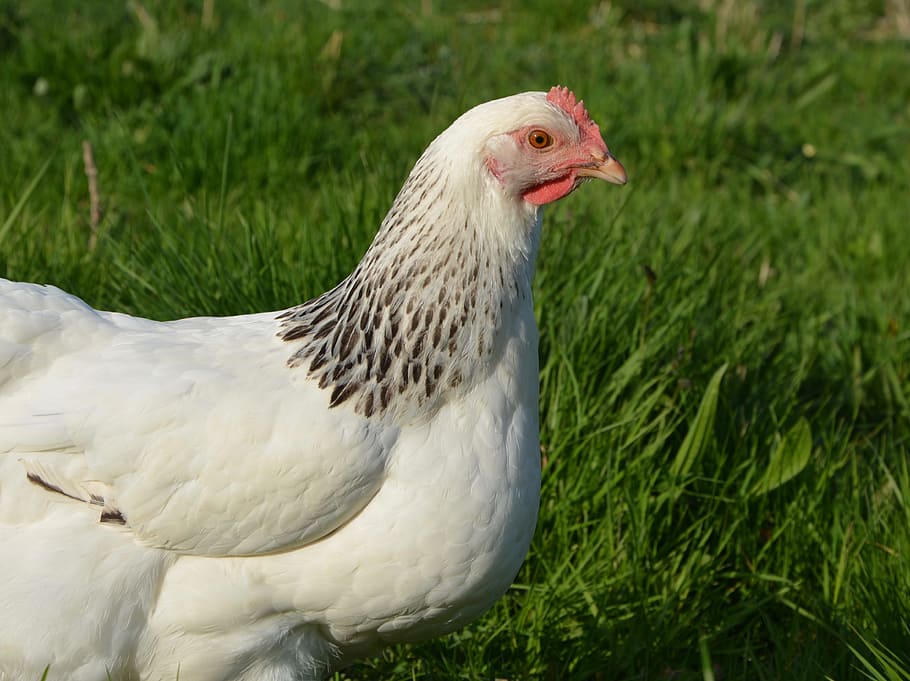 Poules pondeuses